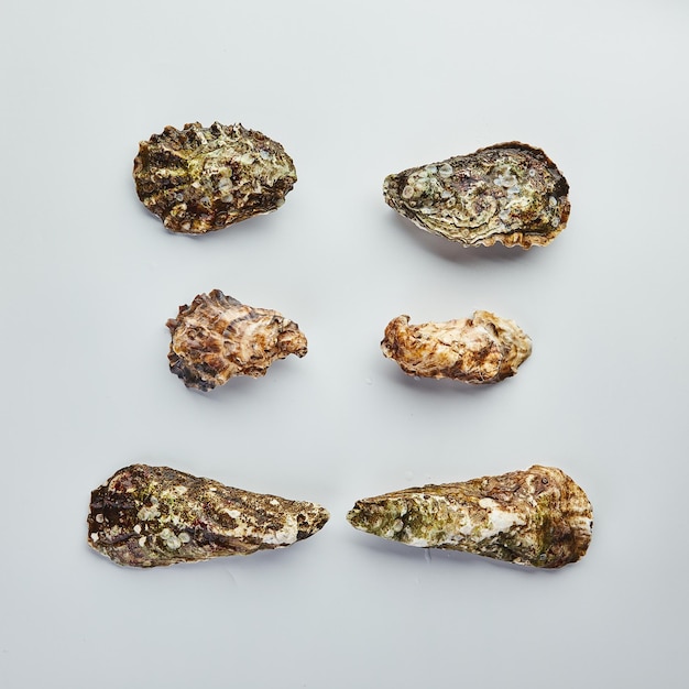 Geschlossene Austern verschiedener Typen auf weißer Hintergrundnahaufnahme