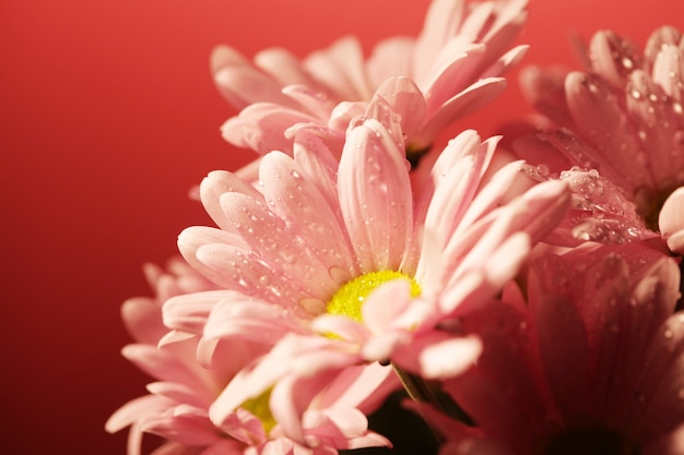 Geschlossene Chrysantheme über rosa Hintergrund