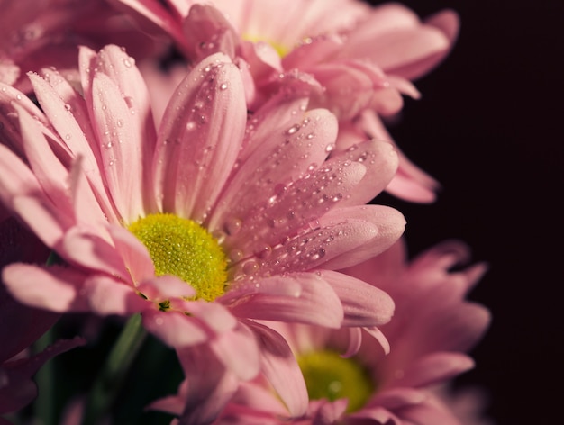 Geschlossene Chrysantheme