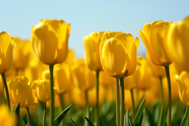 Geschlossene gelbe Tulpen