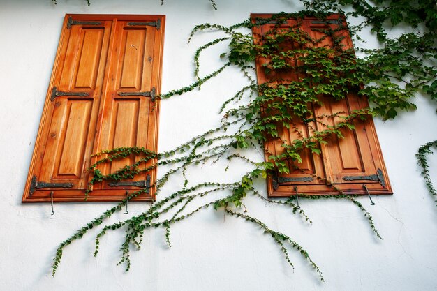 Geschlossene hölzerne Fensterläden auf einer weißen Wand mit einer gelockten Grünpflanze.