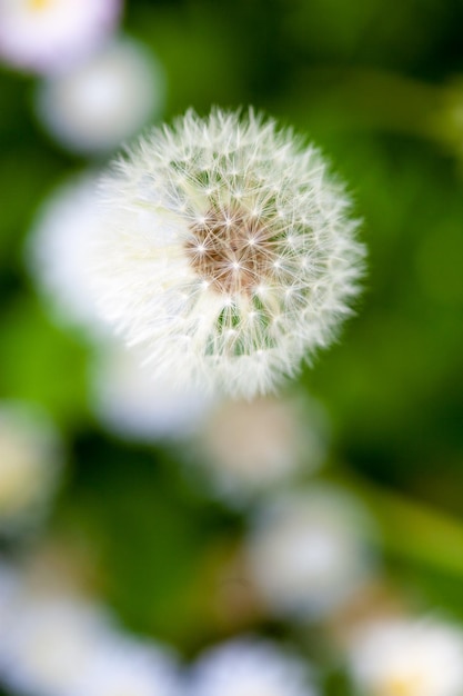 Geschlossene Knospe eines Löwenzahns Weiße Blumen des Löwenzahns im grünen Gras