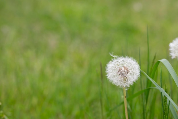 Geschlossene Knospe eines Löwenzahns Weiße Blumen des Löwenzahns im grünen Gras