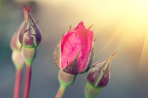 Geschlossene Knospen der rosa Rose hautnah