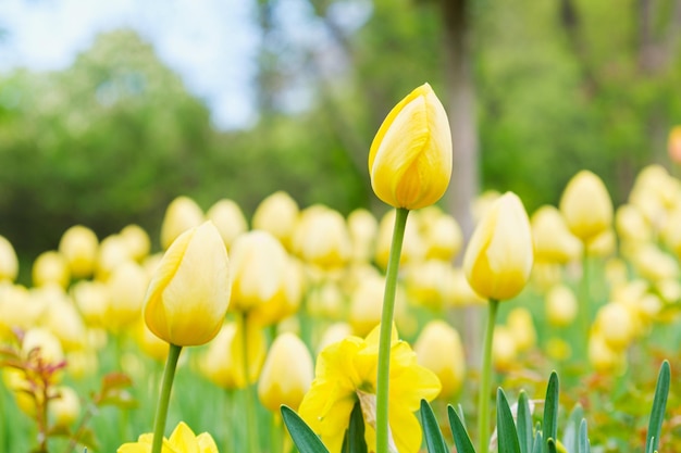 Geschlossene Knospen gelber Tulpen, die in den Strahlen der untergehenden Sonne in den Boden gepflanzt werden