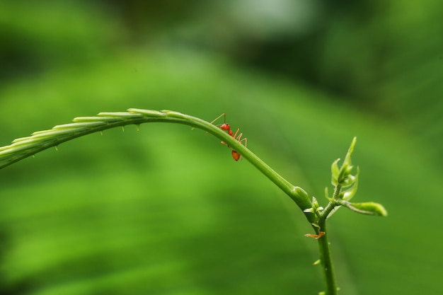 Geschlossene rote Ameise