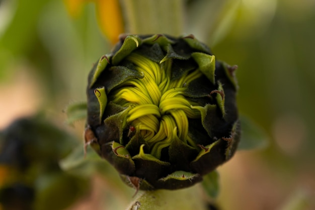 Geschlossene Sonnenblume, die sich noch nicht geöffnet oder ausgetrieben hat