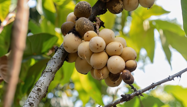 Geschlossene tropische Frucht Hongkong Lansium Parasiticum am Baum