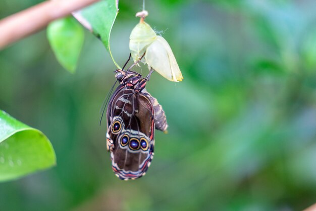 Geschlossener Flügelschmetterling nahe Kokons