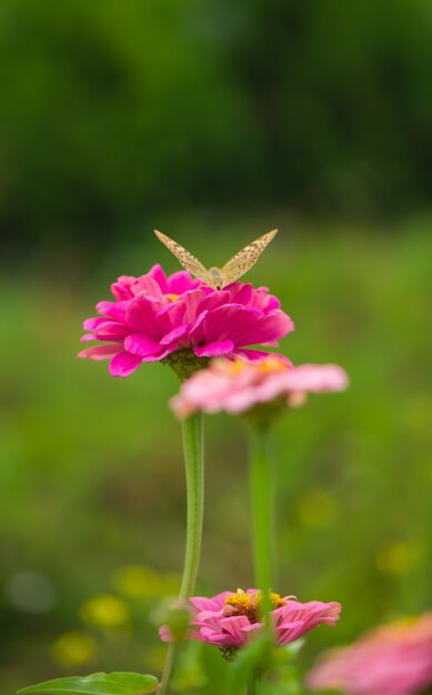 Geschlossener Schmetterling auf Blume -Blur Blumenoberfläche.