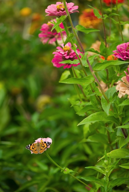 Geschlossener Schmetterling auf Blume -Blur Blumenoberfläche.