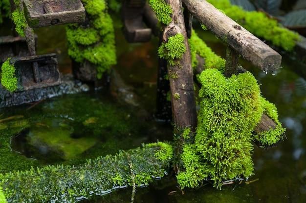 Geschlossenes grünes Moos im tropischen Wald