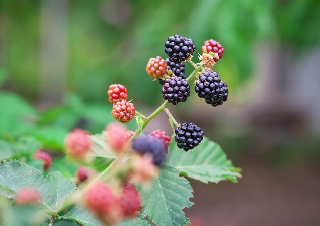 Geschmackvolle Beere von Brombeeren, die im Garten wachsen. Nahaufnahme