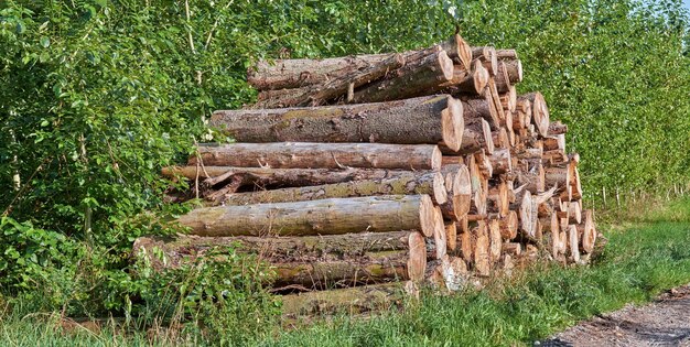 Geschnittene Baumstämme, die im Freien gegen grüne Büsche zusammengestapelt wurden, nachdem sie im Prozess der Entwaldung im Wald gehackt wurden. Abholzung verursacht Umweltschäden und Verlust von Lebensraum