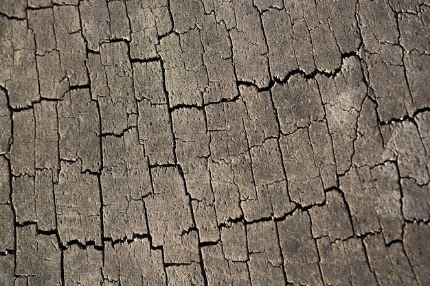 Geschnittene Baumstumpfoberfläche als Hintergrund