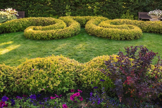 Foto geschnittene büsche und bäume im park. topiary-kunst. landschaftsgestaltung.