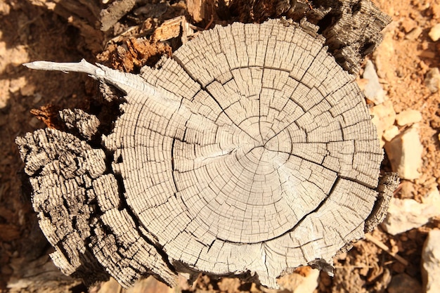 geschnittene Holzstruktur