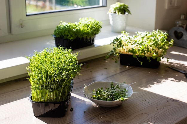 Geschnittene microgreens morgens in der küche