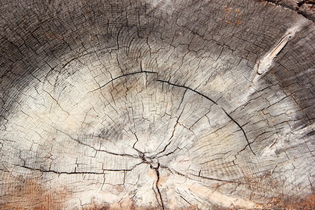 geschnittener Baum Nahaufnahme Hintergrund