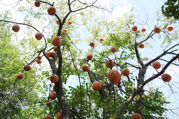 Geschnitzter Halloween-Kürbis, der an einem Baum hängt