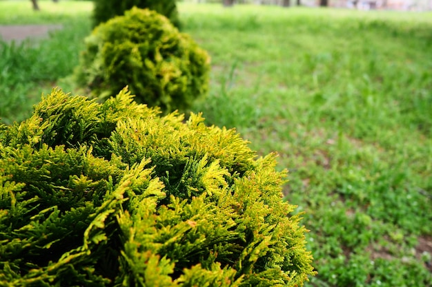 Geschorene Thuja auf dem Rasen Gestaltung der Krone von Thuja Garten und Park Blumenzucht Gartenbau