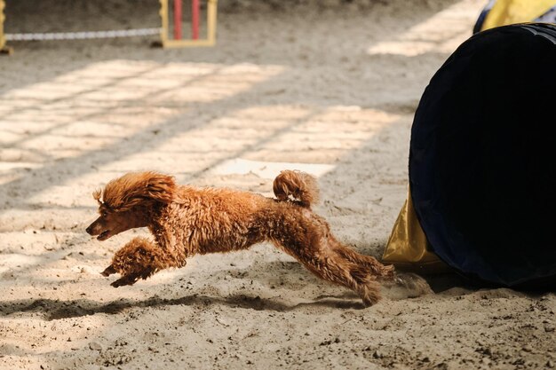 Geschwindigkeits- und Beweglichkeitssport mit Hund Agility-Wettkämpfe Hund der Rasse Zwergpudel in roter Farbe läuft