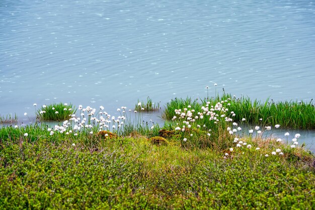 Geschwollenes Wollgras auf Sumpf und blauem Wasser. Abstrakter natürlicher Hintergrund mit Grün und Wasser.