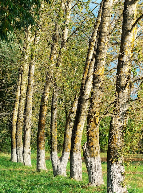 Geschwungene, weiß getünchte Bäume in der herbstlichen Parklandschaft