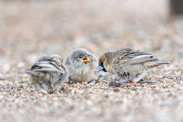 Foto geselliger webervogel philetairus socius auf den ausgewachsenen küken füttern