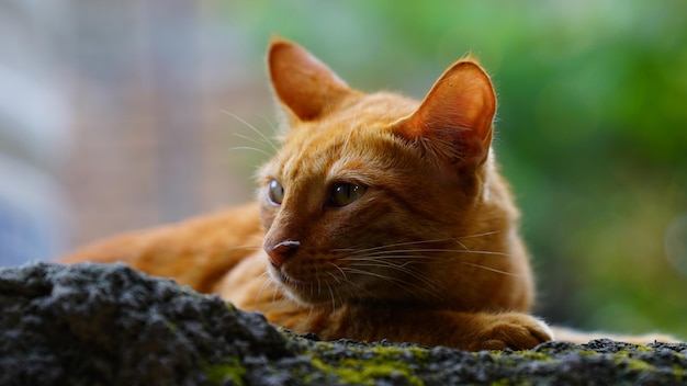 Gesicht des Katzenbildes hautnah