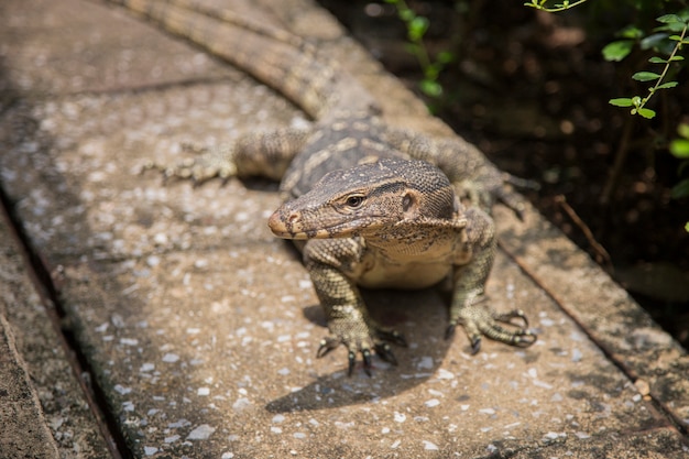 Gesicht des komodo Retile Tieres auf schwarzem Garten