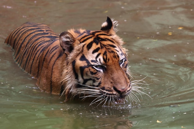 Gesicht des Sumatra-Tigers Sumatra-Tiger spielt im Wasser