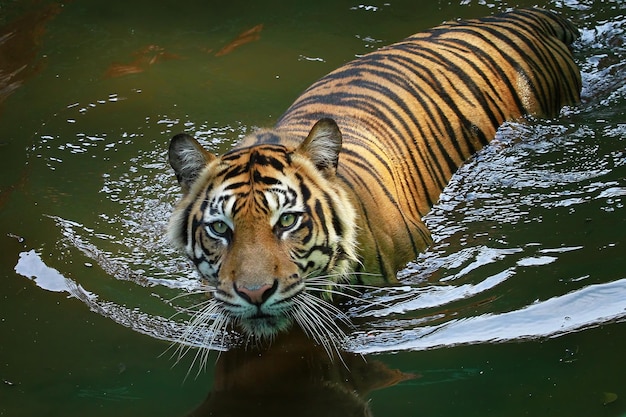 Gesicht des Sumatra-Tigers Sumatra-Tiger spielt in der Nahaufnahme des Wassertiers