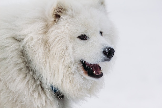 Gesicht einer Hundesamoyednahaufnahme