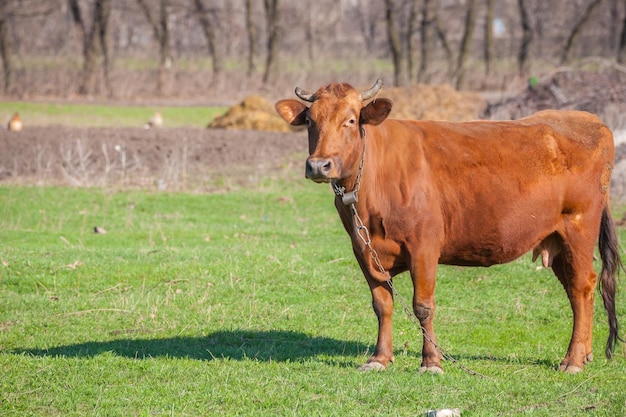 Gesicht einer Kuh