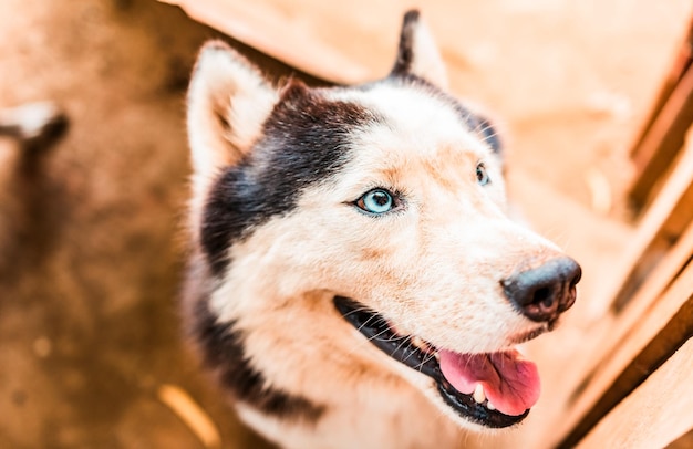 Gesicht eines schönen Husky-Hundes Nahaufnahme eines niedlichen Husky-Hundes, der in die Kamera schaut