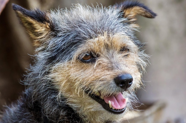 Gesicht eines schwarzen und braunen kleinen Hundes