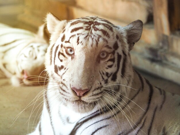 Gesicht eines weißen Bengal-Tigers