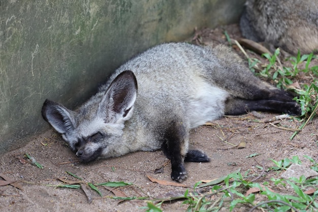 Gesicht Fledermausohrfuchs hautnah