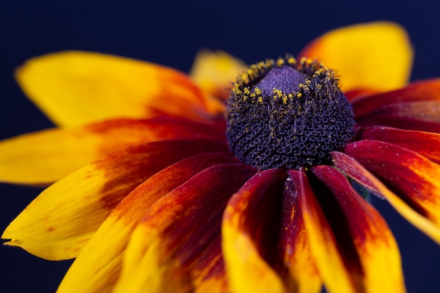 Gesprenkelte gelb-rote Rudbeckia auf schwarzem Hintergrund. Stempel mit Staubgefäßen Nahaufnahme. Das Poster.