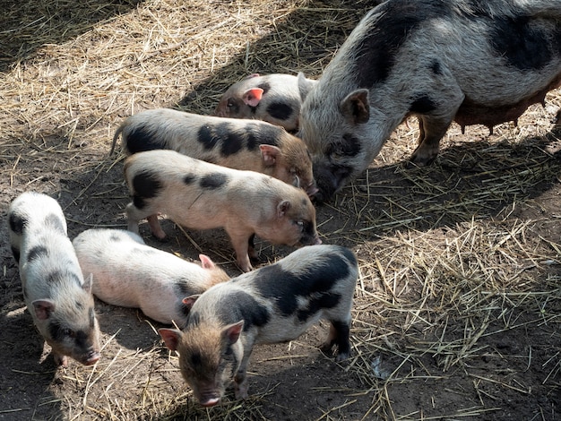 Gesprenkelte Sau mit mehreren gefleckten Ferkeln auf der Koppel im Freien