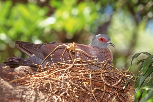 Gesprenkelte Taube im Nest