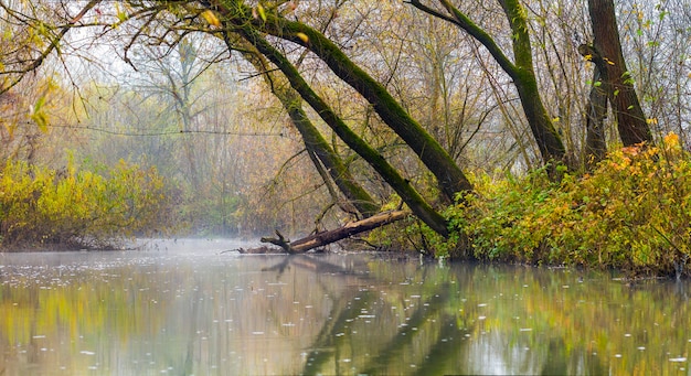 Gestalten Sie Bild mit Nebel über Fluss oder See und grünen Bäumen landschaftlich