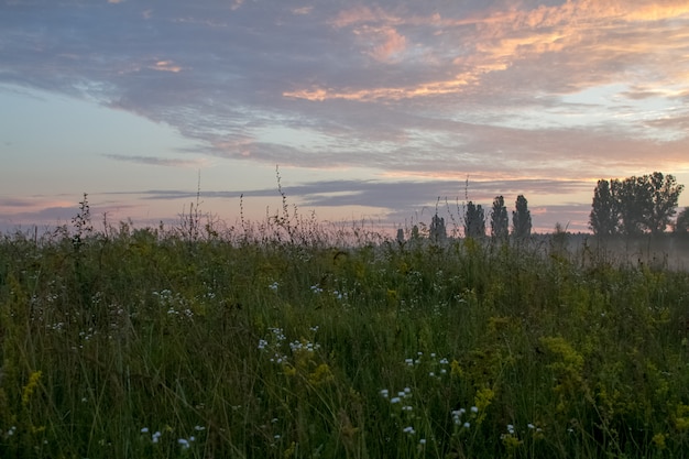 Gestalten sie mit einer wiese des grases gegen den hintergrund eines sonnenaufgangs landschaftlich