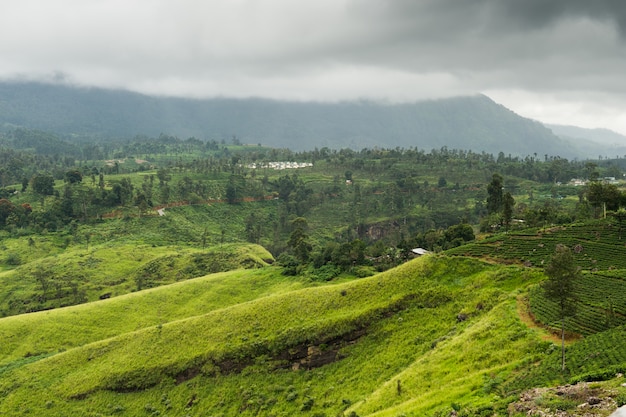 Gestalten Sie mit Teeplantagen in den Hochländern, Sri Lanka landschaftlich.