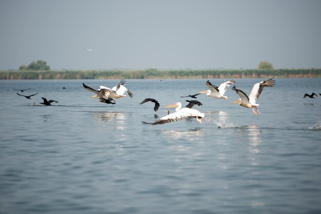 Gestalten Sie mit weißen Pelikanen im Donau-Delta, Rumänien, an einem sonnigen Tag des Sommers landschaftlich