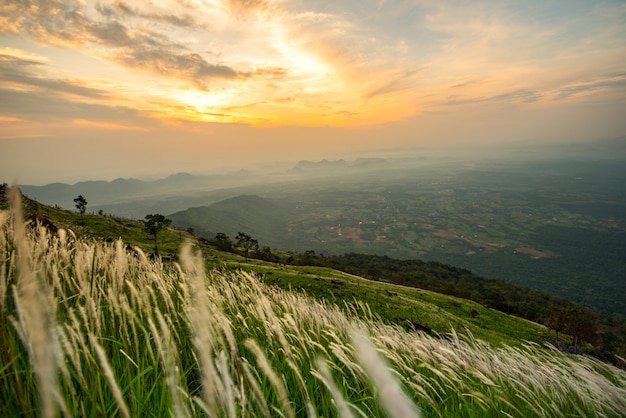 Gestalten Sie Sonnenaufgang auf dem Berg mit weißer Blume des Feld- und Wiesengrüngras und schönem Wolkenhimmel landschaftlich