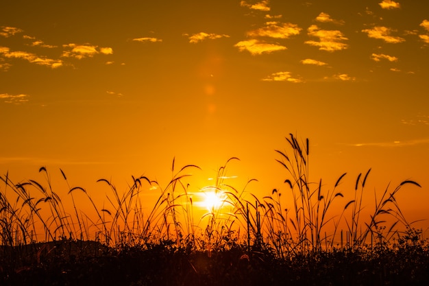 Gestalten Sie zur Morgenzeit über Sonnenaufgang und Nebelhintergrund und Vordergrundgrasschattenbild bunt landschaftlich