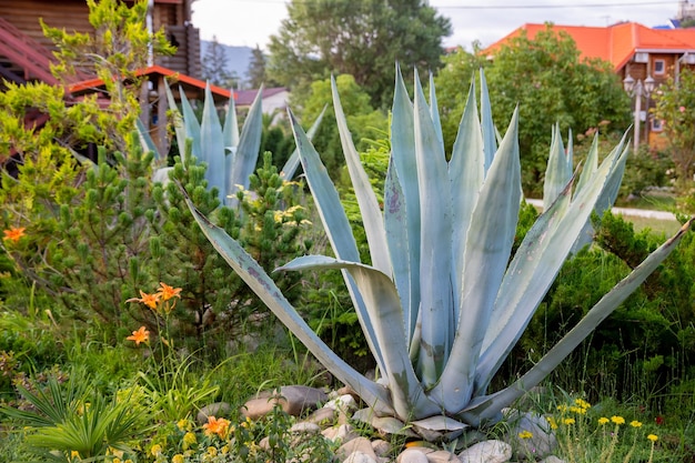 Gestreifte amerikanische Agave Agave americanaspezies der Agavengattung Unterfamilie Agaven-Spargel-Familie in einem Garten Fleischige Blätter einer bunten Sukkulente tropischer Garten