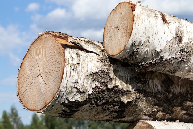 Gestreifte Birkenstämme während der Ernte für den Bau